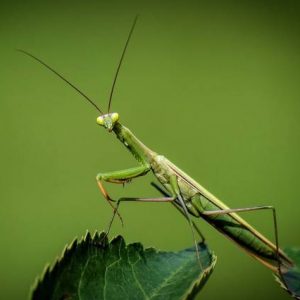 Pest control praying mantises causing trouble