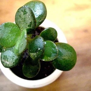 Houseplants to filter your indoor air